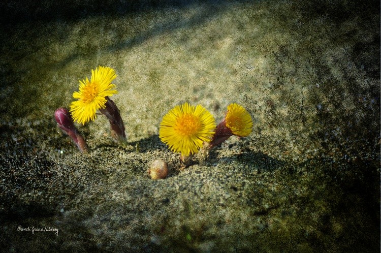 Tussilago Farfara 3