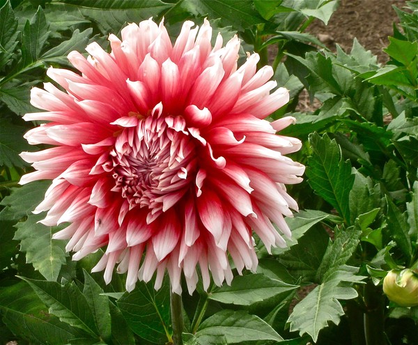 Peppermint