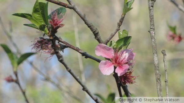 Flower by Stream