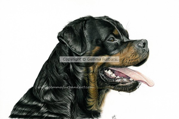 Rottweiler - Dog Portrait