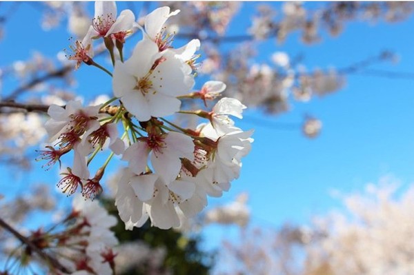 Cherry Blossom