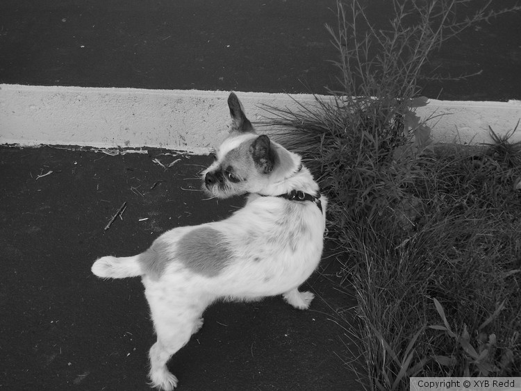 The curious dog