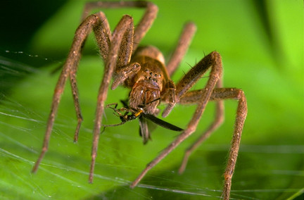 The Spider and Fly