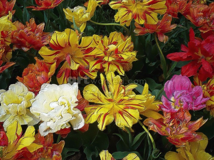 colorful flowers