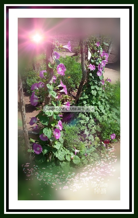 Morning Glories in all their Glory