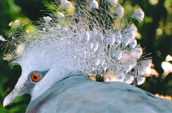 Crowned Pigeon