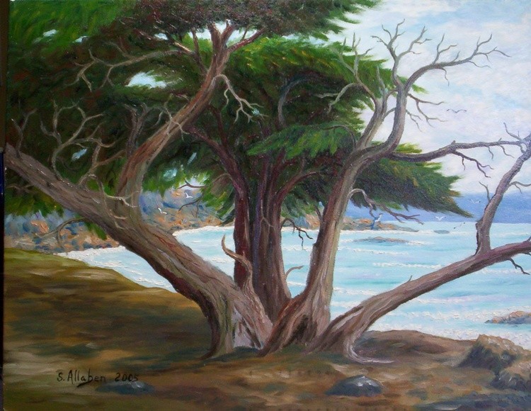 Monterey Cypress
