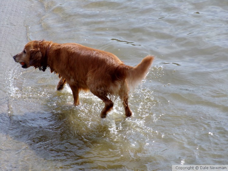 I brought the Ball back and now I'm all wet