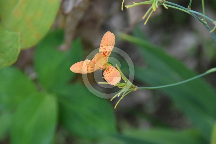 Malaysian Flowers