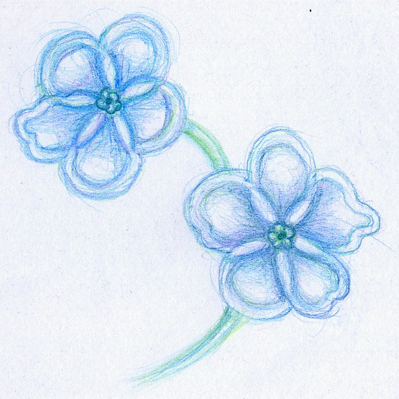 Popcorn Flower Drawing