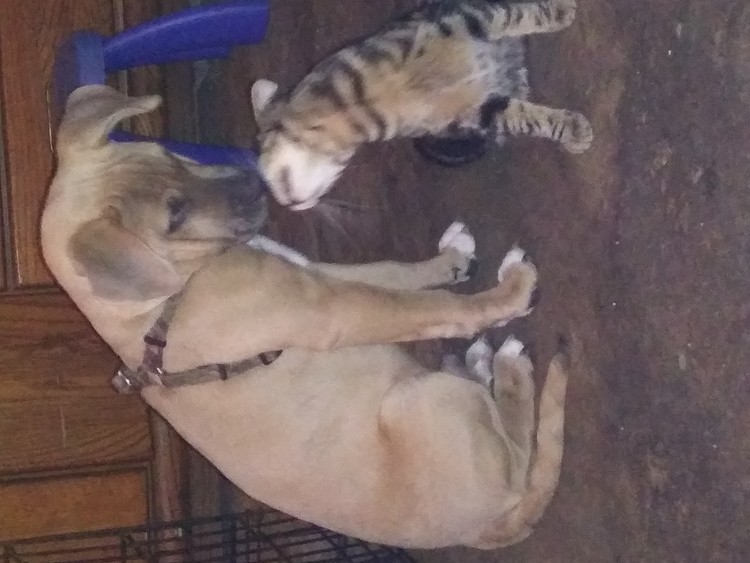 My babies browny and hurricane giving loves