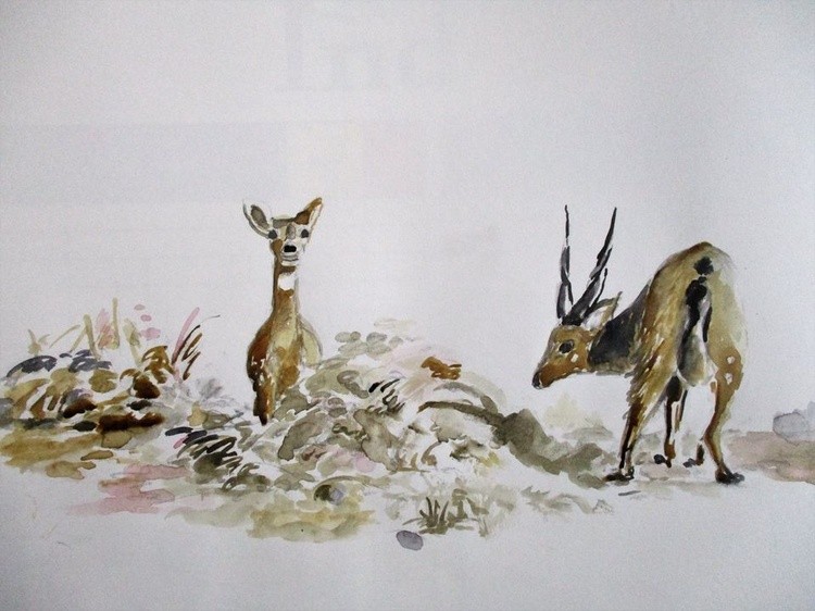 bushbuck