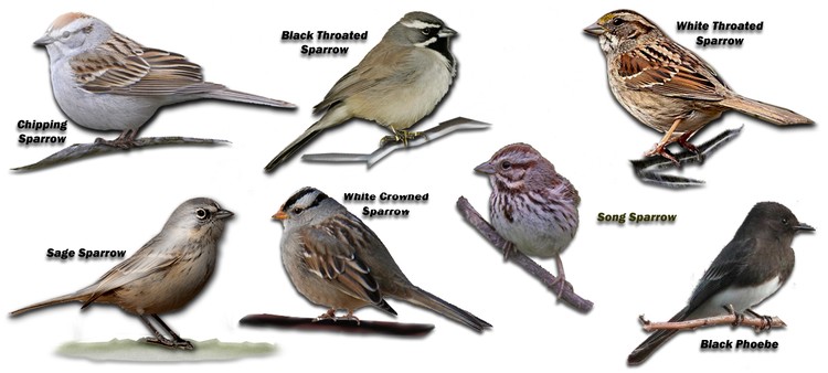 sparrows mostly