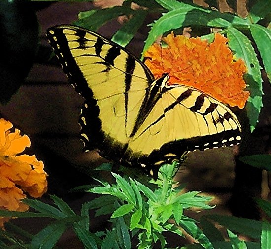 Butterfly