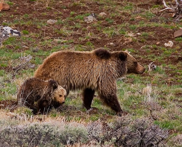 Mother and Cub1