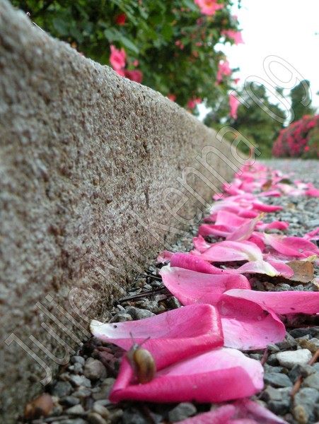Nature's Litter