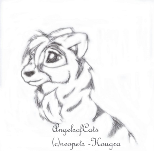 Kougra