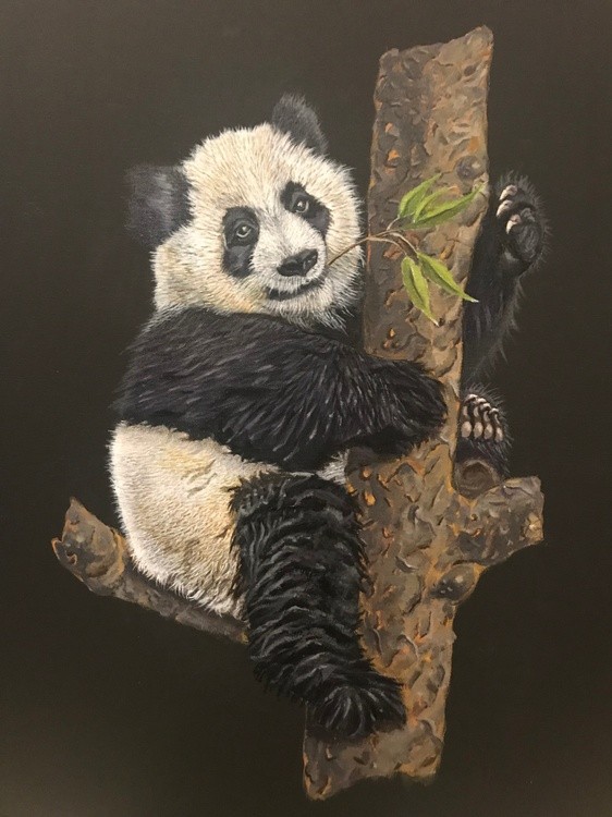 PANDA BEAR