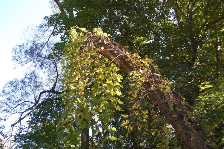Vines