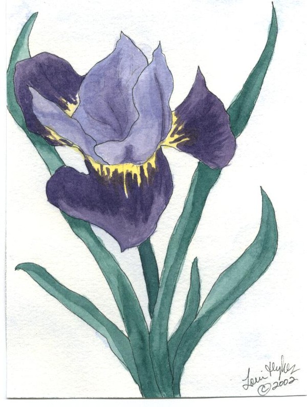 Purple Lilly