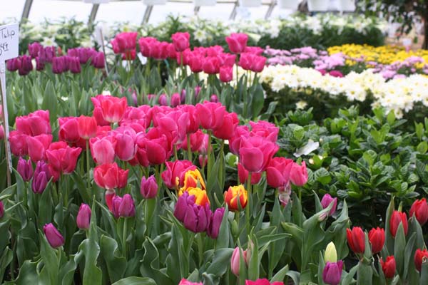 Tulips