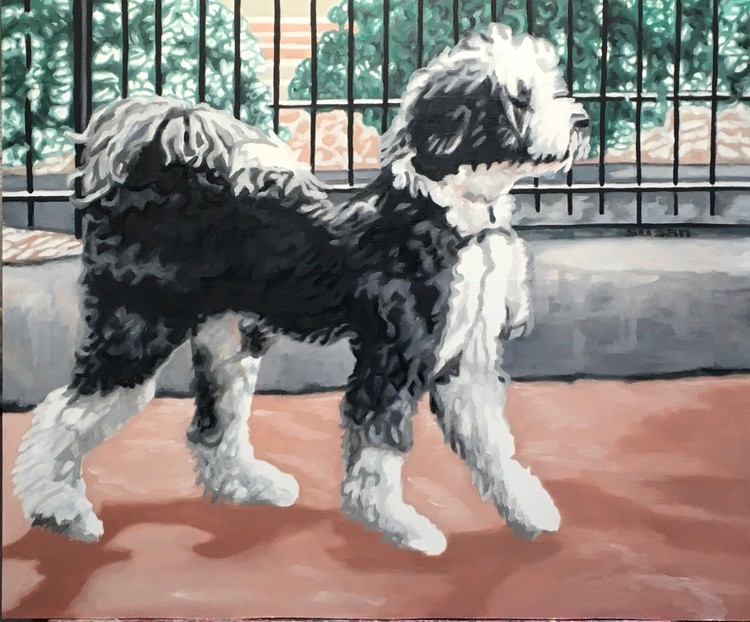 DC DOG