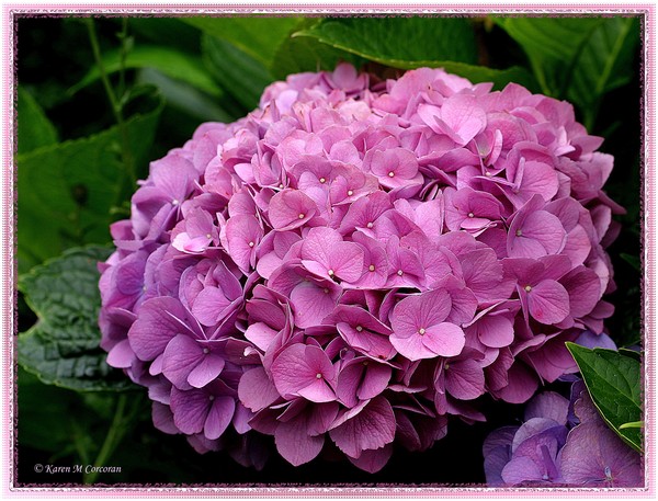 Mauve Hydrangea