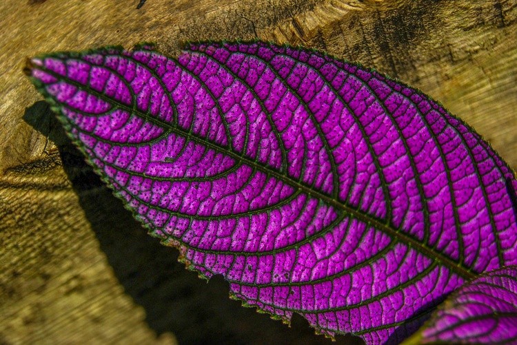 24x36 vivid violet