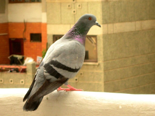 Thinker pigeon