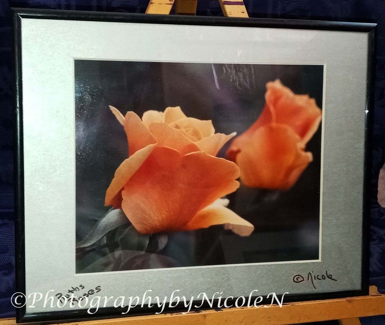 Framed Roses Double Apricot 1A
