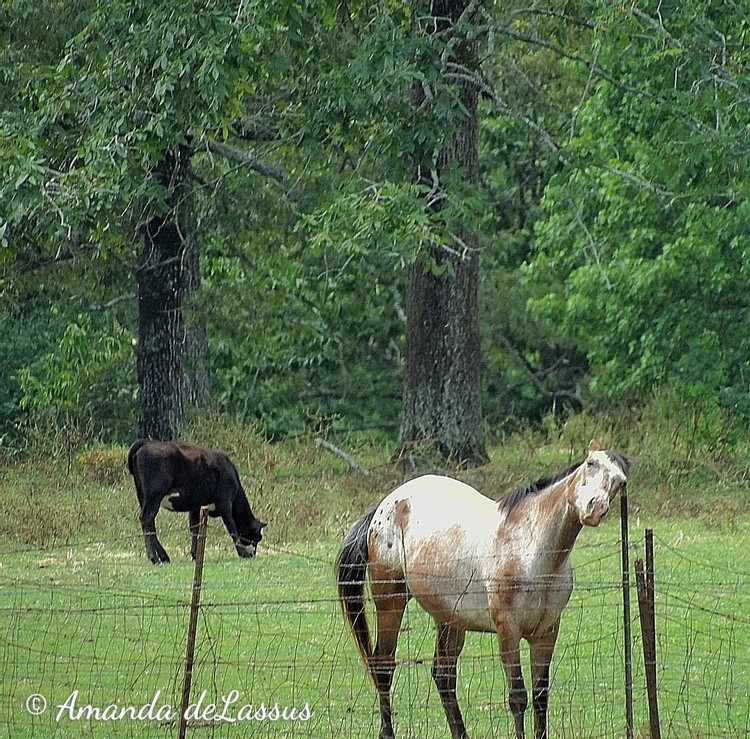 Scratching And Feeding