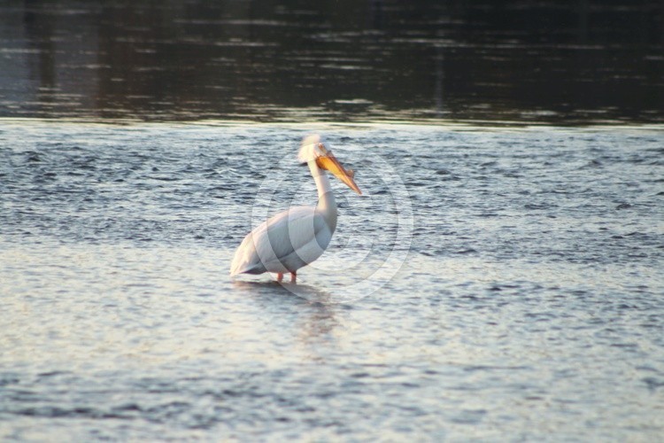 Pelican 