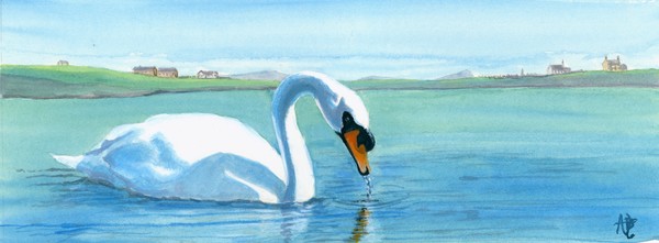 Swan at Tingwall Valley