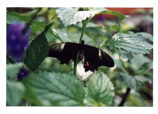Butterfly in Tropical Setting