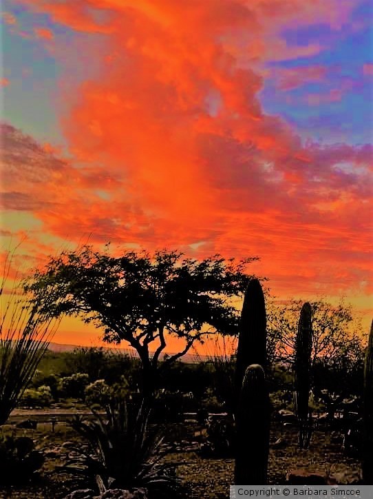 Desert Sunset