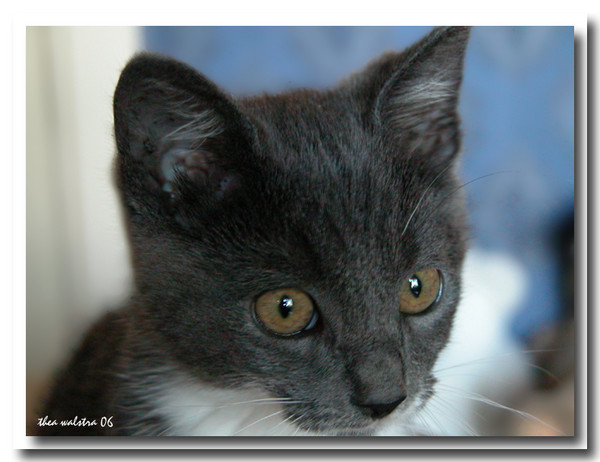 Portrait of a little cat