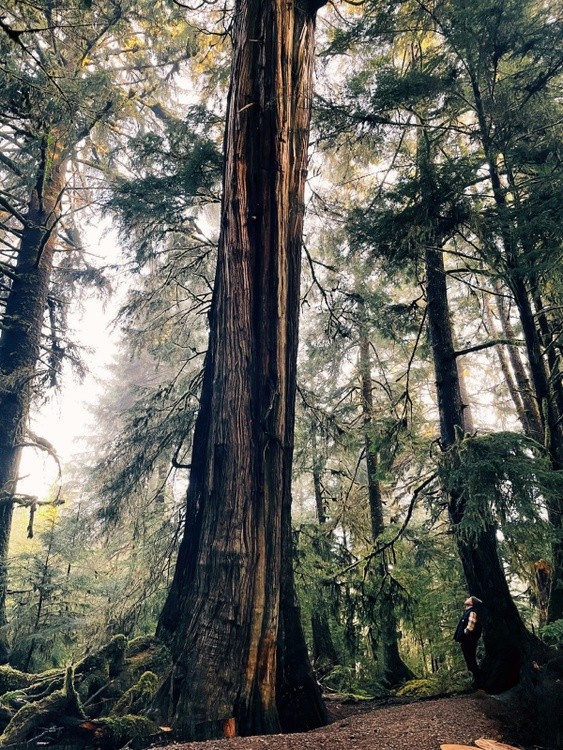 big trees