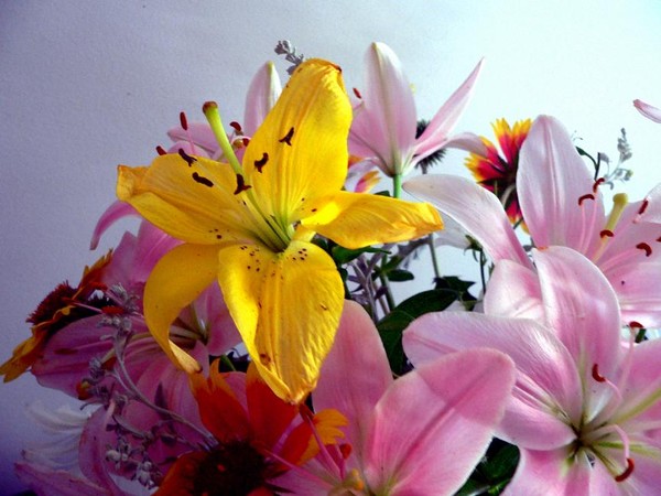 Flowers