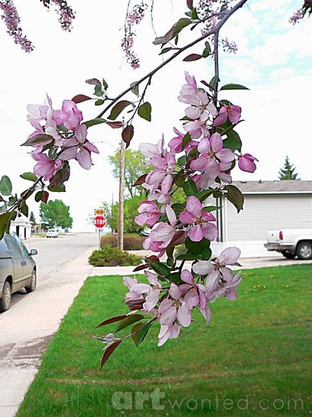 Blossoms