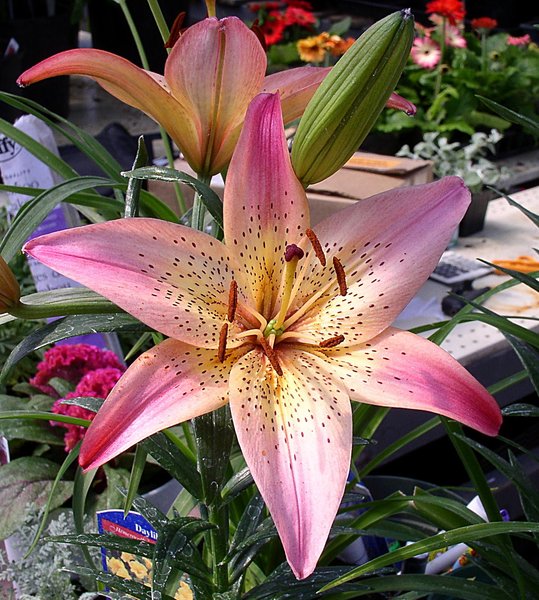 Lily
