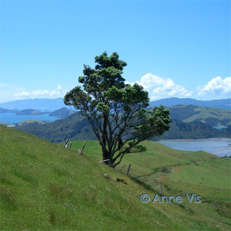 Magic Tree