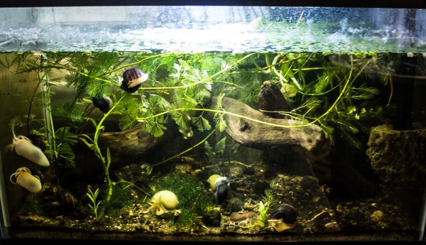 Snail Tank