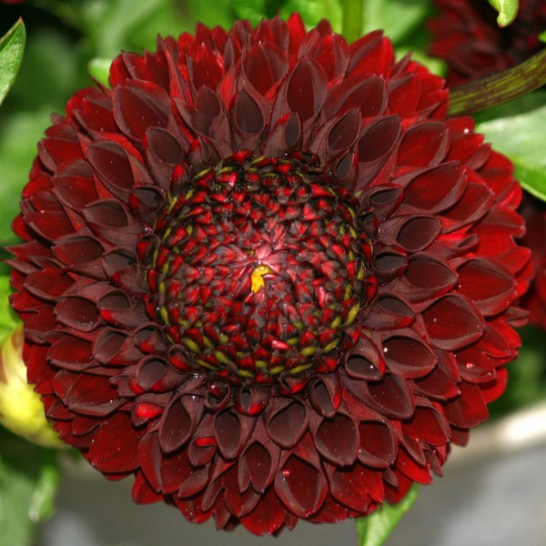 Dahlia 