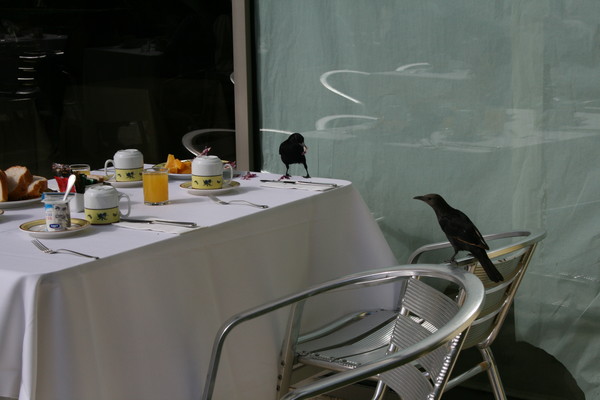 Eating like a bird