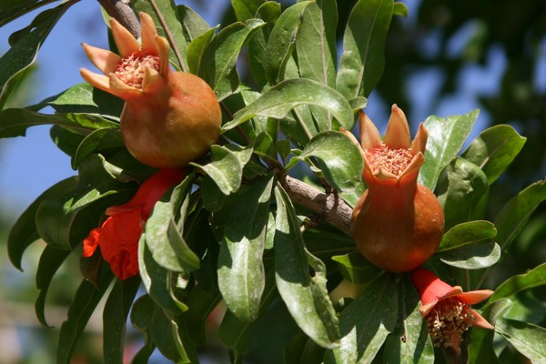 Pomegranate Tree