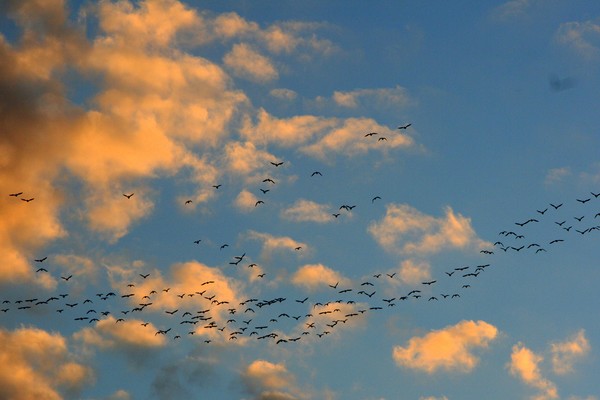 There is beauty in the migration of the birds