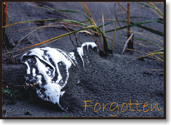 Forgotten~