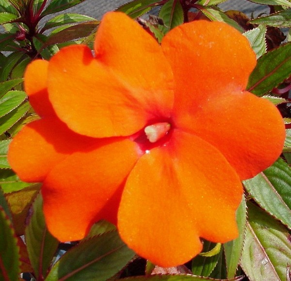 Tangerine Dream