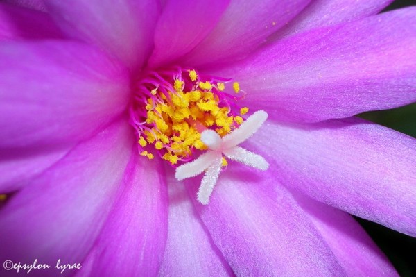 Yellow Center