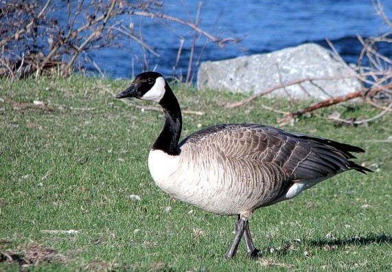 Canada Goose